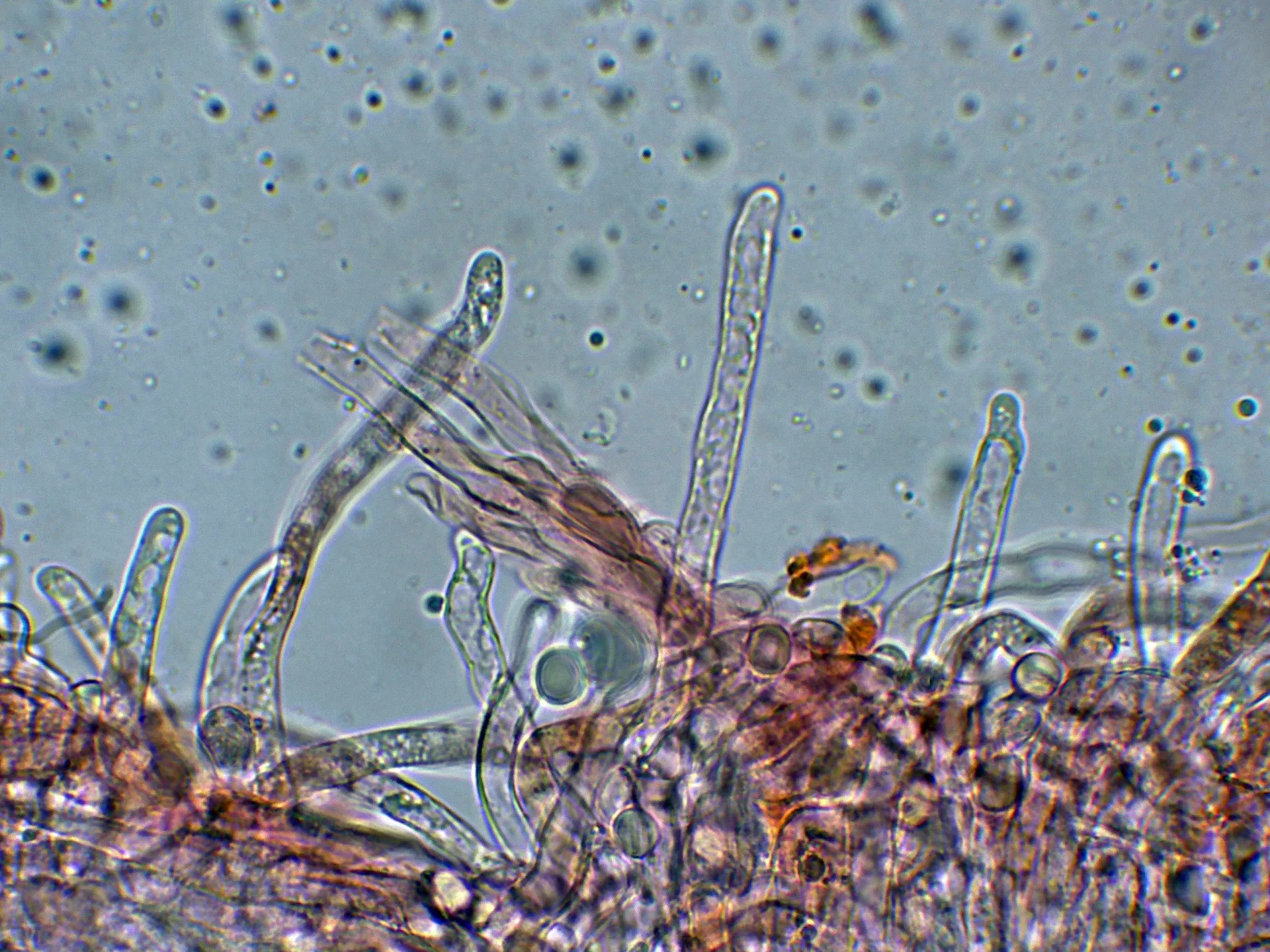 Microscopía de Pleurocybella porrigens - 10 - Suprapellis-005